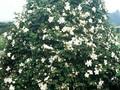 Rosa rugosa Repens Alba Image 1
