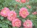 Rosa rugosa Turbo Image 1