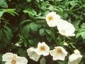 Rosa rugosa White Hedge Image 1