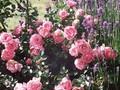 Rosa Sommerwind Image 1