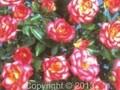 Rosa Sweet Symphony Image 1