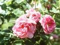 Rosa Trigintipetala Image 1