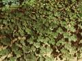 Rubus calycinoides Image 1