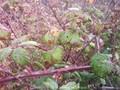 Rubus fruticosus Image 1