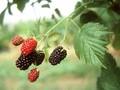 Rubus fruticosus Nessy Image 1