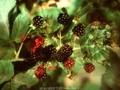 Rubus fruticosus Theodor Reimers Image 1