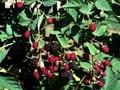 Rubus fruticosus Thornfree Image 1