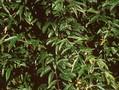 Rubus henryi Image 1