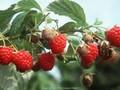 Rubus idaeus Autumn Bliss Image 1