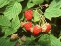 Rubus idaeus Meeker Image 1