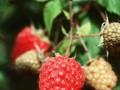 Rubus idaeus Schonemann Image 1