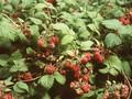 Rubus idaeus Image 1