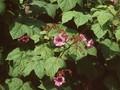 Rubus odoratus Image 1