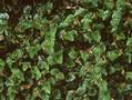 Rubus polytrichus Image 1
