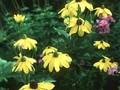 Rudbeckia nitida Juligold Image 1