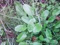 Rumex acetosa Image 1