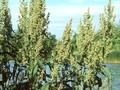 Rumex hydrolapathum Image 1