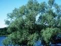 Salix alba Image 1