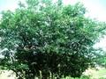 Salix appendiculata Image 1
