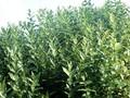Salix balsamifera Image 1