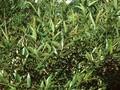 Salix fragilis Image 1