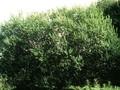 Salix myrsinifolia Image 1