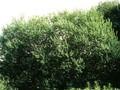 Salix nigricans Image 1