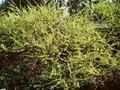 Salix purpurea Image 1