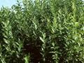 Salix pyrifolia Image 1
