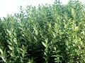 Salix pyrifolia Balsamifera Image 1