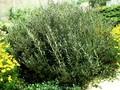 Salix repens subsp rosmarinifolia Image 1