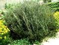 Salix rosmarinifolia Image 1