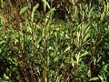 Salix triandra Image 1