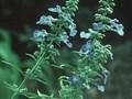 Salvia azurea var grandiflora Image 1