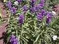 Salvia farinacea Image 1