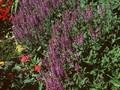 Salvia nemorosa Blue Queen Image 1