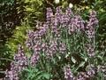 Salvia officinalis Berggarten Image 1