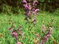 Salvia pratensis Rosea Image 1