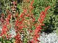 Salvia splendens Image 1