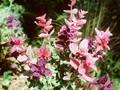 Salvia viridis Image 1