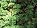 Salvinia natans Image 1