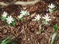 Sanguinaria canadensis Image 1