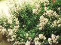 Saponaria officinalis Rosea Plena Image 1