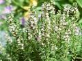 Satureja subspicata Image 1