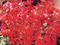 Salvia coccinea Image 1