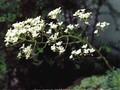 Saxifraga Albertii Image 1