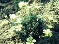 Saxifraga boydii Aretiastrum Image 1