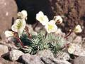 Saxifraga Brookside Image 1