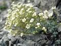 Saxifraga caesia Image 1