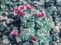 Saxifraga Cranbourne Image 1